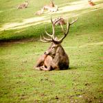 Vorschaubild Wildfreigehege Hellenthal