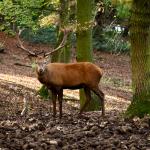 Vorschaubild Hochwildpark Rheinland